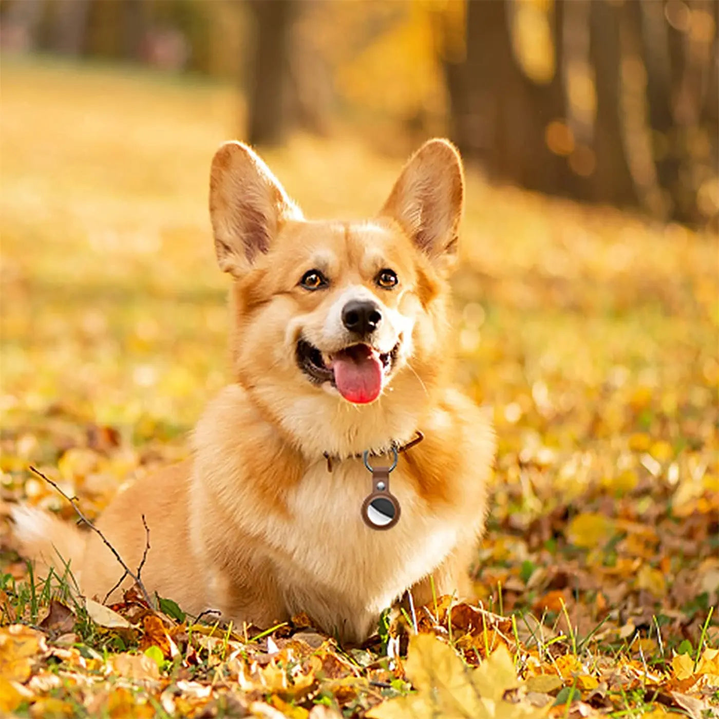 Brauner Corgi mit schwarzer Kunstleder AirTag-Hülle und Karabiner am Halsband, liegend in Herbstlaub.