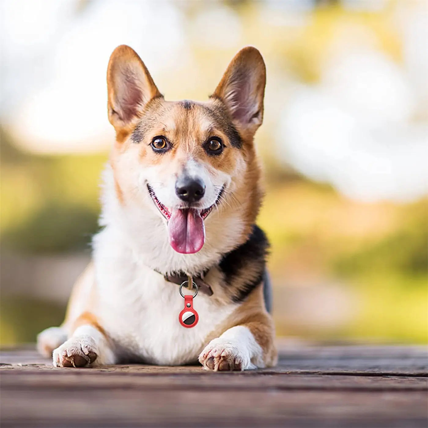 Ein lächelnder Corgi liegt auf Holz, trägt ein Halsband mit roter Kunstleder AirTag-Hülle und Karabiner.