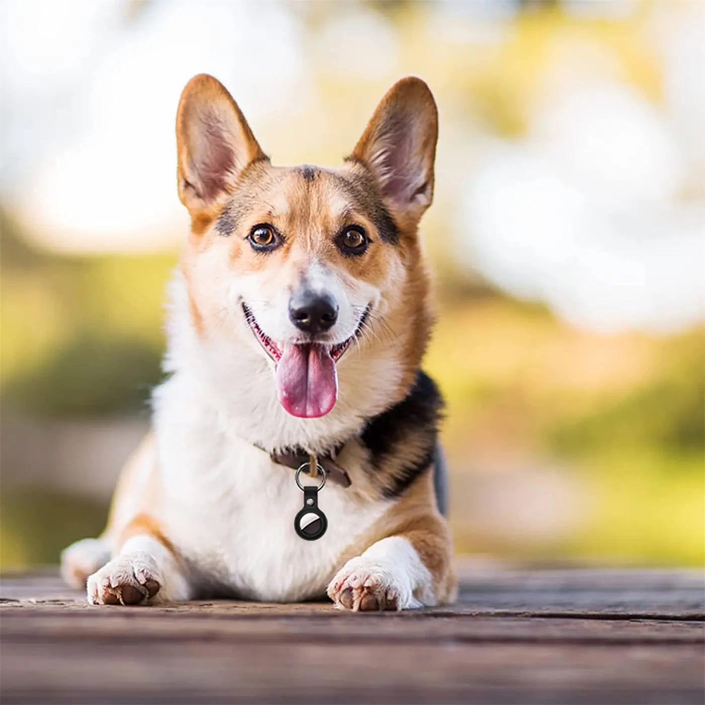Brauner, weißer Corgi liegt auf Holz, trägt ein schwarzes AirTag in Kunstlederhülle mit Karabiner am Halsband.